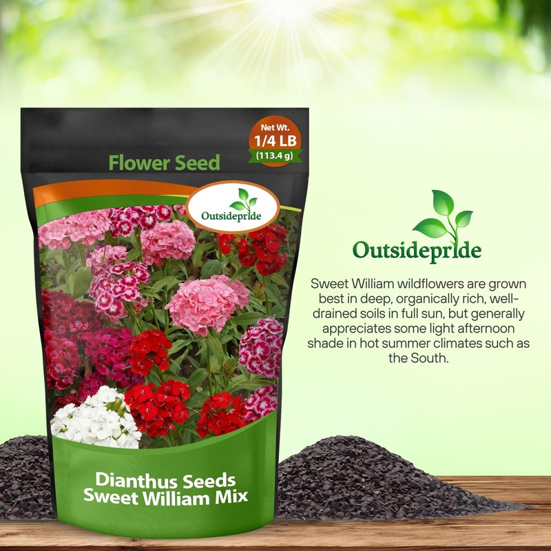 Outsidepride Sweet William Dianthus Seeds - 1/4 Lb. Perennial, Winter