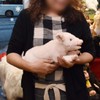 Plush Soft Toy Lying Pig by Hansa. 28cm. 4944
