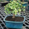 Brussel's Live Dwarf Jade Indoor Bonsai Tree - 3 Years