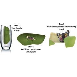 Boxer Gifts Hatch Your Own Butterfly Children’s Toy | Grows in Water | Fun Birthday for Girls