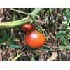 Dark Galaxy Heirloom Tomato Premium Seed Packet