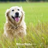 Hilton Herbs Immune Support Natural Dog Supplement. 100% Natural Ingredients.