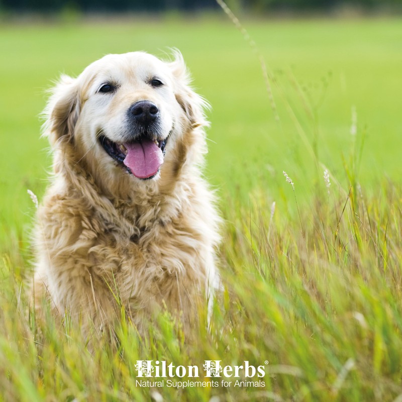 Hilton Herbs Immune Support Natural Dog Supplement. 100% Natural Ingredients.