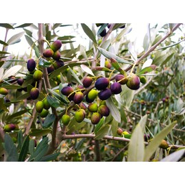 TomorrowSeeds - Canino Olive Tree Seeds - 10+ Count - for 2025 Planting Canina Tuscan Mediterranean Italian Extra Virgin Oil Green Black Olives Perennial Trees Perennial Grow Your Own Home Farm Patio
