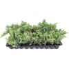 San Jose Juniper | 3 Live Plants | Juniperus Chinensis