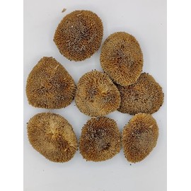 Generic Dried Real Natural Sunflower Heads, Good for Bowl Fillers and Crafts, 8 Sunflowers, 3-4 inches, Brown, OTBSRPU4