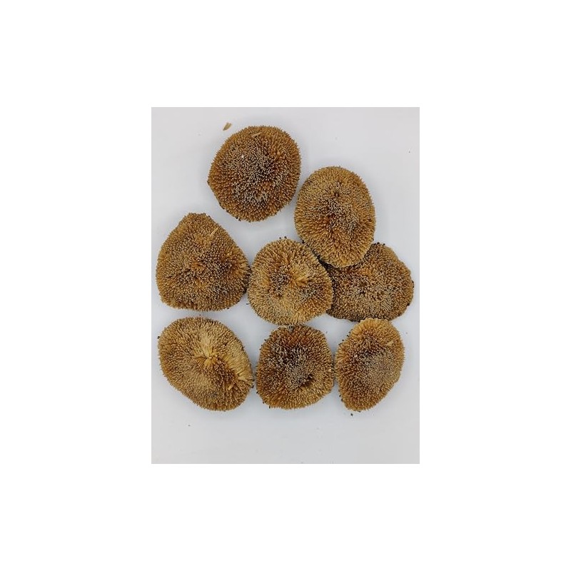Generic Dried Real Natural Sunflower Heads, Good for Bowl Fillers