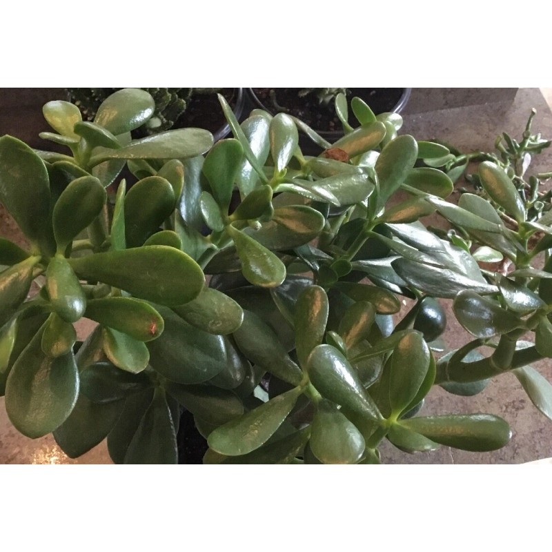 Jade Plant SALE JADE PLANT/ MONEY SUCCULENT / LUCKY PLANT