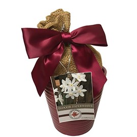 Red Ceramic Paperwhite Holiday Gift Growing Kit. Includes a Rustic Red Ceramic Pot, 3 Large Paperwhite Bulbs, and Professional Growing Medium