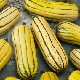 Delicata Bush AAS Winter Squash Seeds - 4 g Packet ~20 Seeds - Non-GMO, Heirloom - Vegetable Garden - Cucurbita Pepo
