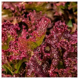 Everwilde Farms - 1 Lb Lolla Rosso Darky Lettuce Seeds - Gold Vault