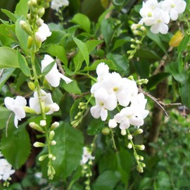 White DURANTA Live Semi-Tropical Plant Sky Flower Pigeon Berry Golden Dew Drop Starter Size 4 Inch Pot Emerald tm
