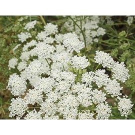 3000 Bishop's Lace Flower Seeds Ammi Majus False Queen Annes, Premium Non-GMO, US Grown Seed, Always Fresh!