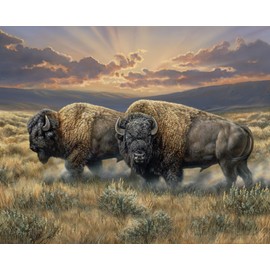 DAVID TEXTILES North American Bison Buffalo On The Dusty Plains Cotton Panel 36 X 44 Inches WW3321