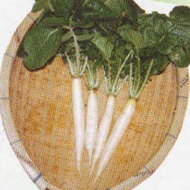 Radish Seeds - Iwai Daikon - 2 g Packet ~180 Seeds - Non-GMO, Heirloom - Asian Garden Vegetable & Microgreens