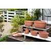 Hachiman Kasei Hachiman Gardens Arble 245995 Eco Saucer, Oval Type,
