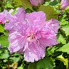 Generic Althea Purple Bloom, Purple Flowering, Deciduous, Shrub, Cold Hardy,