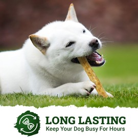 CHEWSAFE Premium Rolls Dog Chew Treats Chicken Flavor Highly Digestible for Small Dogs, Pet Chew Treats Satisfy Natural Desire to Chew, Promote Healthy Teeth - Alternative to Rawhide, 2ct 10” Rolls