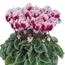 Cyclamen Seeds 15 Seeds Cyclamen Abanico Select Mini Deep Magenta