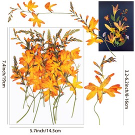 24Pcs Large Fall Dried Pressed Flowers for Crafts,Xinxinran Orange Dry Flowers Kit for Resin Molds,Epoxy Resin Accessories,Bookmark,Candle Making Supplies,Soap,Frame(Renanthera coccinea Lour)