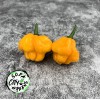 Soda City Greens MOA Scotch Bonnet Pepper Seeds 10+