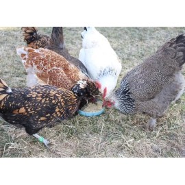 Buffalo Botanicals Hemp Seed Bird Seed 10 pound bag by Buffalo Botanicals Inc