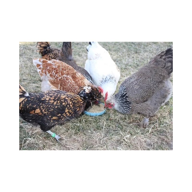 Buffalo Botanicals Hemp Seed Bird Seed 10 pound bag by