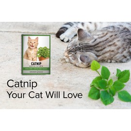 Gardeners Basics Catnip Seeds for Planting is A Heirloom, Non-GMO Herb Variety- Nepeta Cataria Herb Seeds Great for Indoor and Outdoor Gardening and Cats