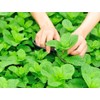 300+ Mint Seeds for Planting Mentha Non-GMO Herb Variety for