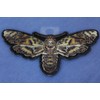 Moth Skull Patch, Skull Patches (P6335)