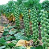 NIKA SEEDS - Seeds Vegetable Brussels Sprout Cabbage Long Island
