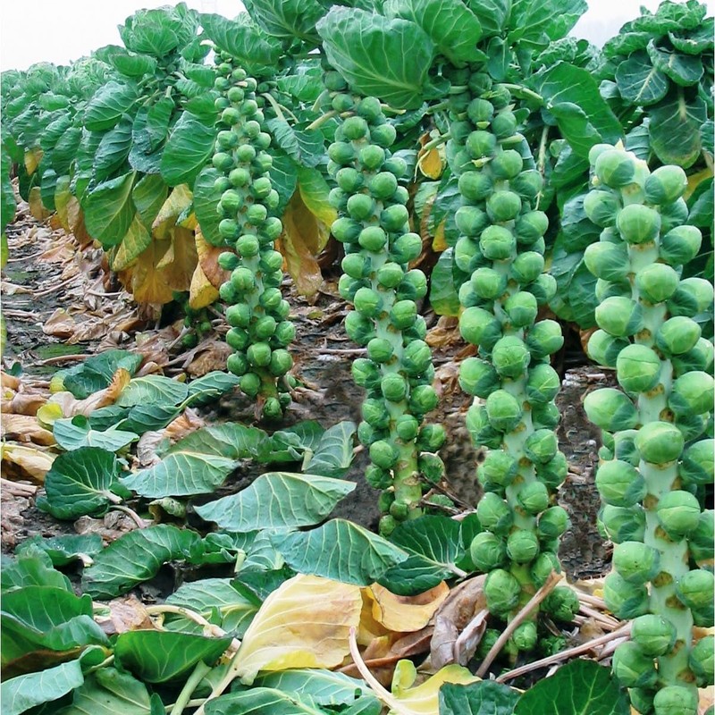 NIKA SEEDS - Seeds Vegetable Brussels Sprout Cabbage Long Island