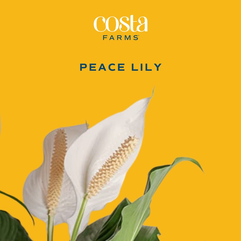 Costa Farms Peace Lily Live Plant, Indoor Houseplant with White