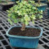 Brussel's Bonsai Live Dwarf Jade Bonsai Tree, Indoor - Small,
