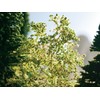 Noch 23100 - Alberi Naturali