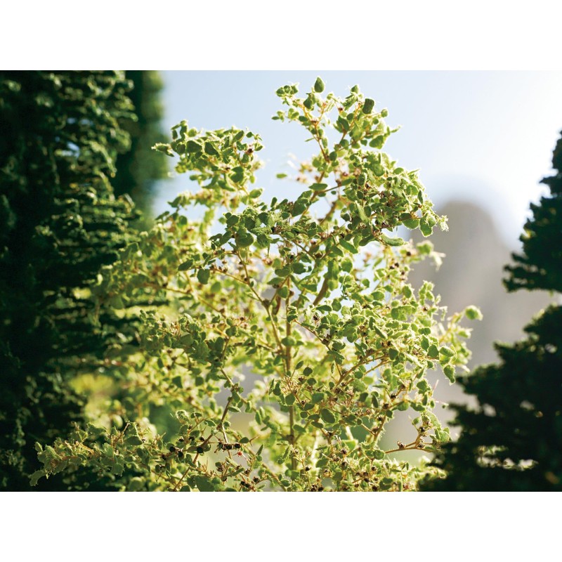 Noch 23100 - Alberi Naturali