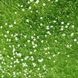 1000 Pcs Irish Moss Ground Cover Plant Fresh Garden Seeds