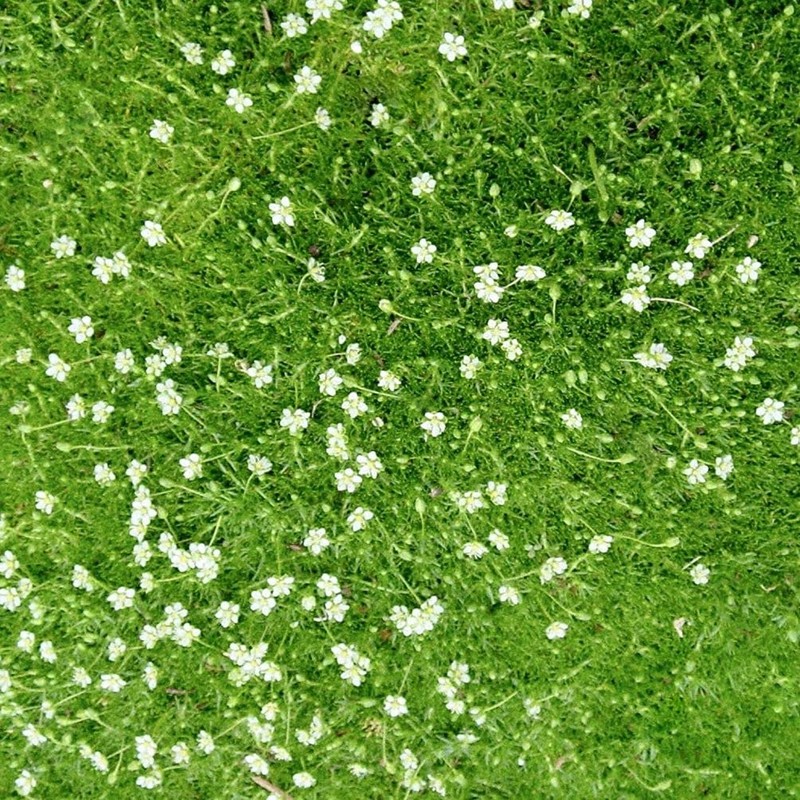 1000 Pcs Irish Moss Ground Cover Plant Fresh Garden Seeds