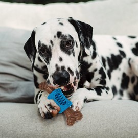 SPOT Bam-Bones PLUS Dental Chew Bone - Bamboo Fiber & Nylon with a Massaging Rubber Center, Durable Long Lasting Oral Care Dog Chew for Aggressive Chewers & Teething Puppies, 6.5in, Bacon Flavor