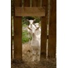 Goats Milk and Lavender Moisturising Cream 75g by Elegance Natural
