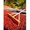 Mont Coffee - Geisha Coffee Ecuador, Whole Bean, Fresh Roasted,