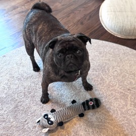 SPOT Skinneeez Stretch and Squeak Dog Toy - Stuffing-Free Stretchy Toy with Crinkle and Squeaker, Fun for Dogs to Tug and Fetch, Assorted Animal Characters - Beaver, Raccoon, or Fox - 13in