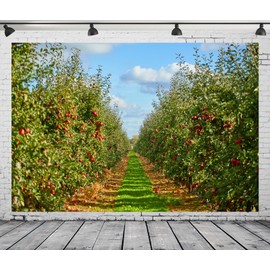 CORFOTO 8x6ft Fabric Harvest Season Apples Orchard Backdrop Red Apples Farm Scene Backdrop for Photography Apple Picking Harvest Season Backdrop for Farm Themed Party Deco Kids Artistic Photo Props