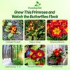 Outsidepride Danova Yellow Red Common Primrose Seeds - 50 Pcs