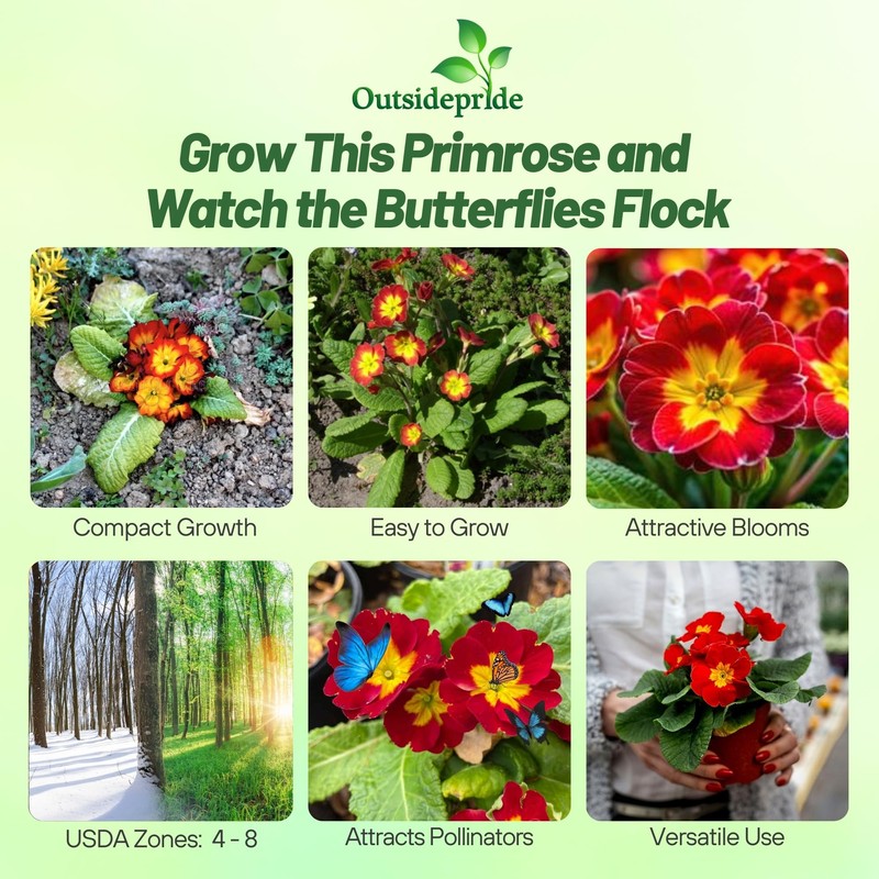 Outsidepride Danova Yellow Red Common Primrose Seeds - 50 Pcs