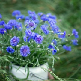 Cornflower/Bachelor Button Seeds - Tall Blue - 1/4 Pound - Blue Flower Seeds, Heirloom Seed, Open Pollinated Seed Attracts Bees, Attracts Butterflies, Attracts Pollinators, Edible, Extended Bloom