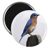 CafePress Eastern Bluebird Magnet 2.25" Round Magnet, Refrigerator Magnet