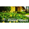Ornamental Peanut Grass | 40 Live Plants | Arachis glabrata