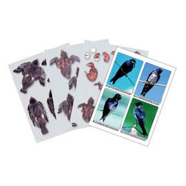 Purple Martin Conservation Laminated Photos & Prognosticator