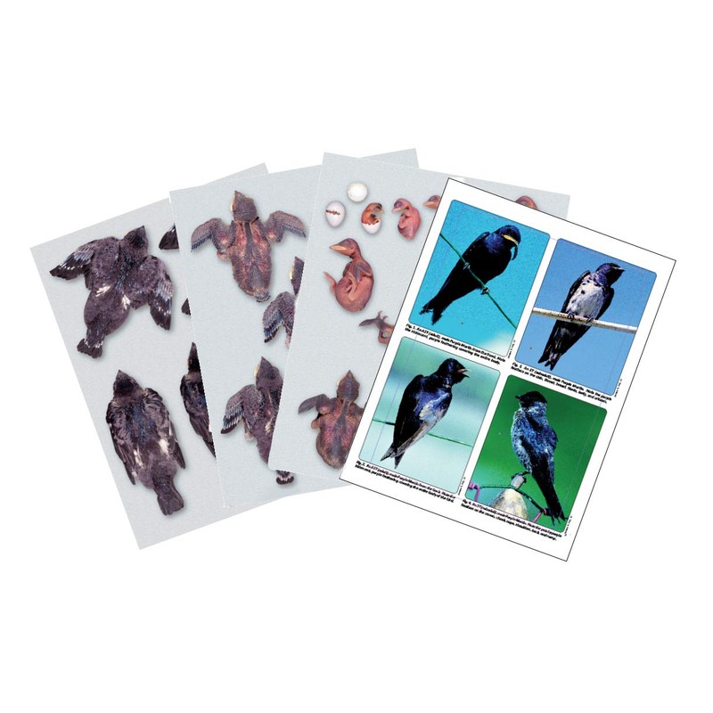Purple Martin Conservation Laminated Photos & Prognosticator